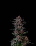 Instagram Guava Sundae Auto™