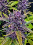 Instagram Blackberry Auto