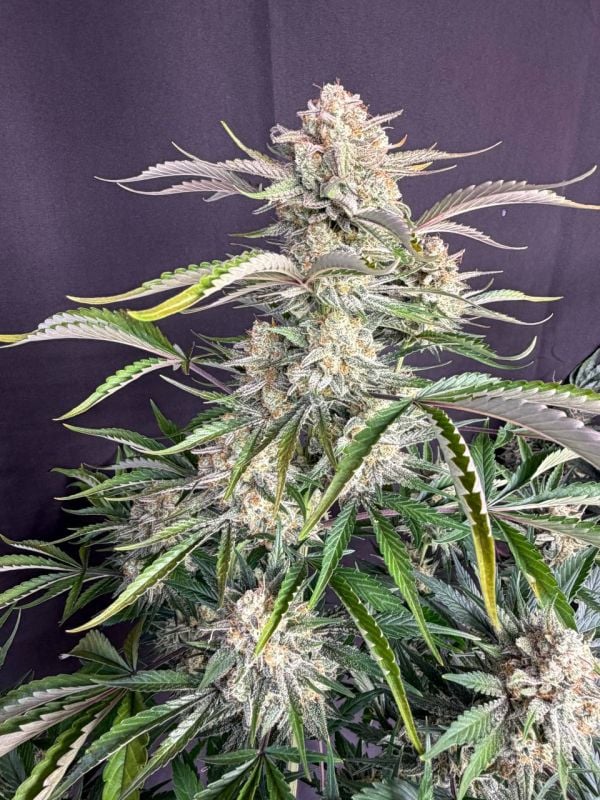 Instagram Sour Diesel Auto