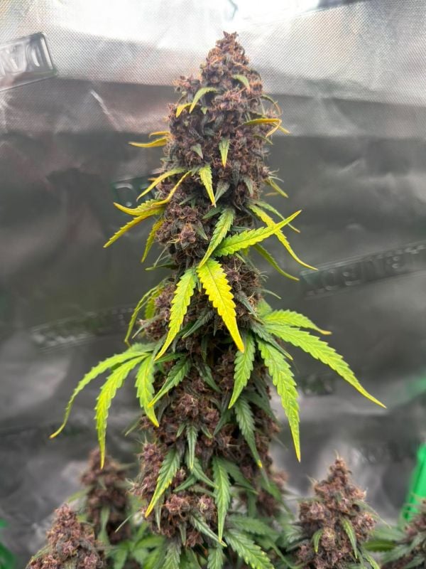 Instagram Purple Lemonade Auto RF3