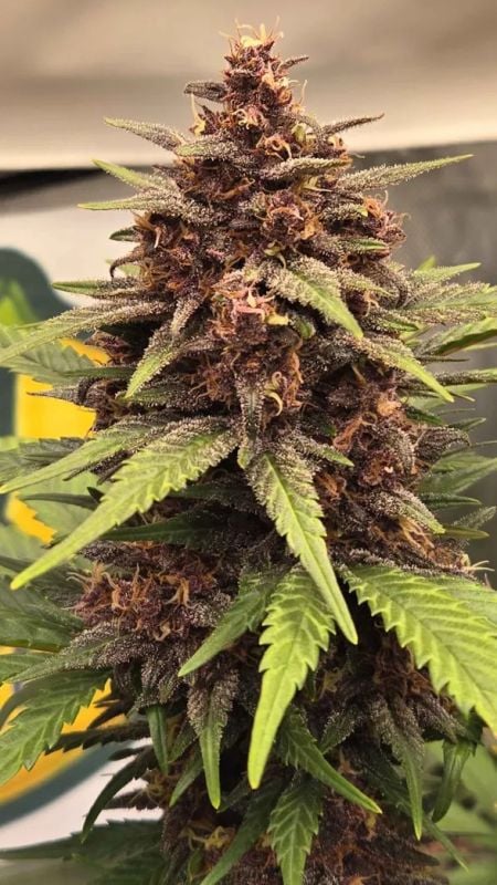 Instagram Banana Purple Punch Auto RF3