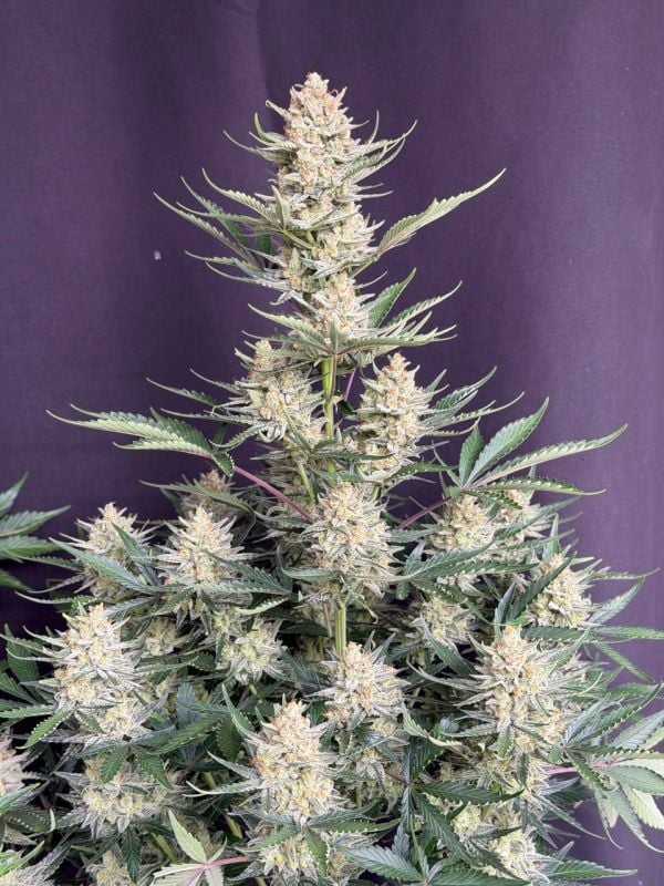 Instagram BubbleGum Auto