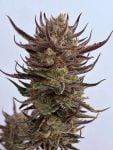 Instagram Guava Auto RF3™