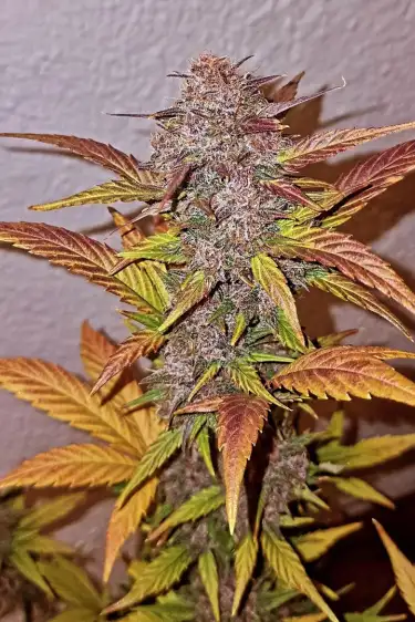 Instagram Purple Lemonade Auto