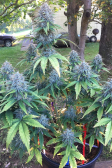 Instagram Banana Purple Punch Auto