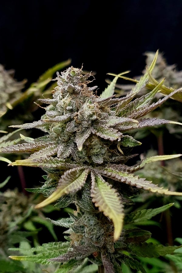 Buy Tropicana Cookies FF Cannabis Seeds | Fast Buds