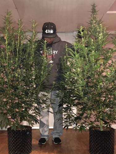 Instagram Lemon AK Auto