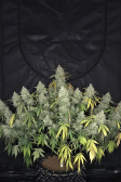 Instagram Gorilla Z Auto