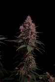 Instagram Purple Lemonade FF