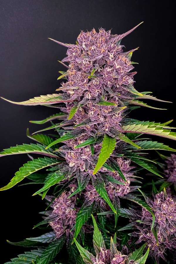 Buy Purple Lemonade Auto Cannabis Seeds 