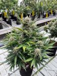 Instagram White Widow Auto
