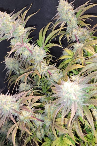 Instagram Apple Strudel Auto