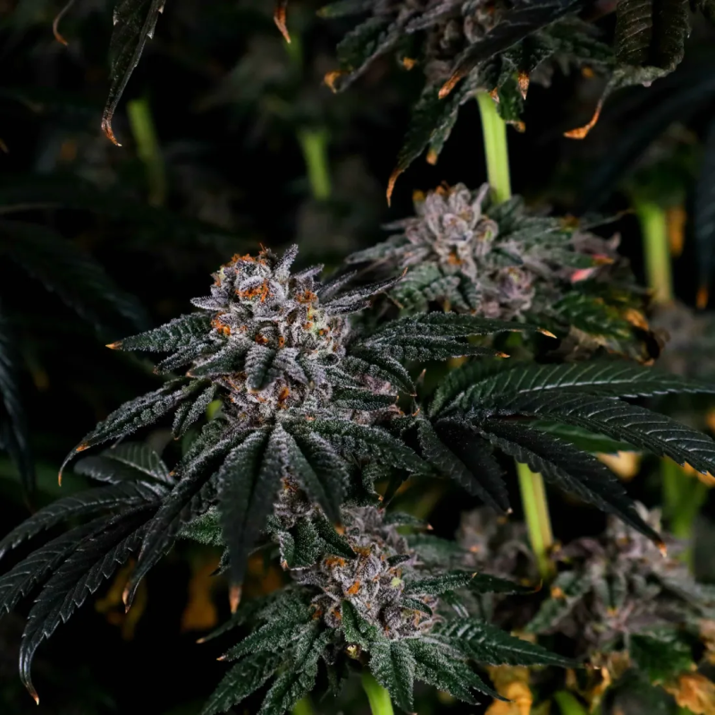 Instagram Papaya Sherbet