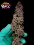 Instagram Mango Cherry Runtz Auto™