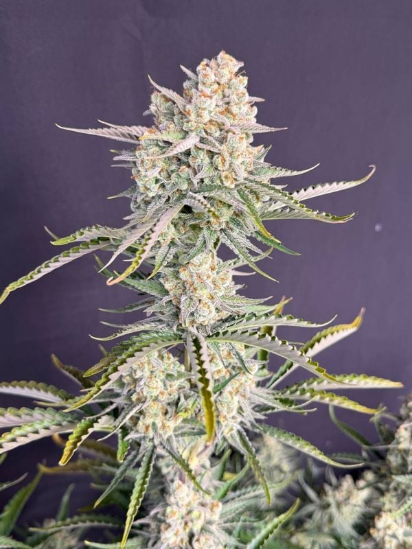 Instagram OG Kush Auto