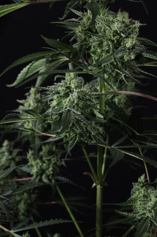 Instagram Banana Guava Auto