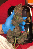 Instagram Purple Lemonade Auto