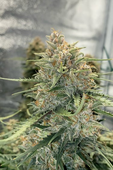 Instagram Sour Diesel Auto