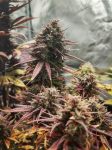 Instagram Purple Punch Auto
