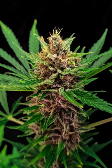 Instagram Amnesia Z Auto