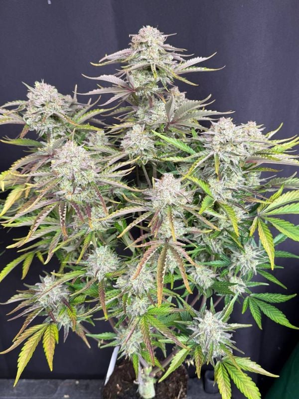 Instagram Cinderella Auto