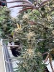 Instagram Blueberry Auto