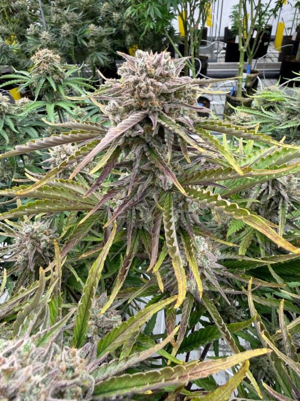 Instagram Cinderella Auto