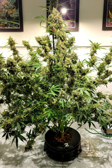 Instagram Kosher Cake Auto