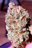Instagram Strawberry Gorilla Auto