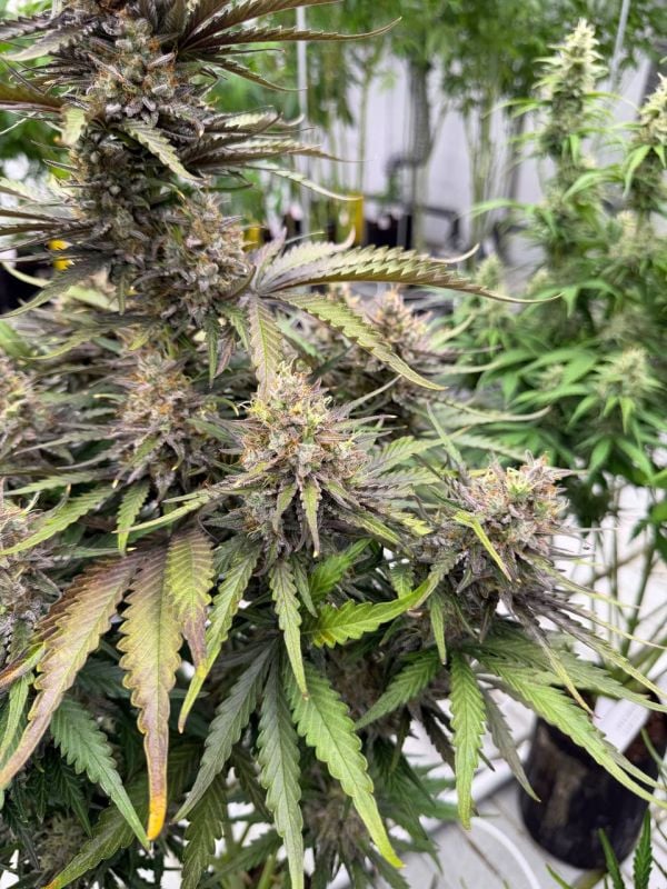 Instagram Trainwreck Auto