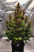 Instagram Purple Punch Auto