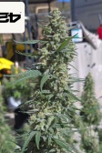 Instagram Pound Cake Auto™