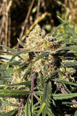 Instagram Gelato Auto