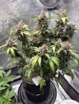 Instagram Purple Haze Auto™