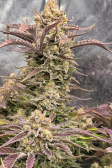 Instagram Gorilla Z Auto