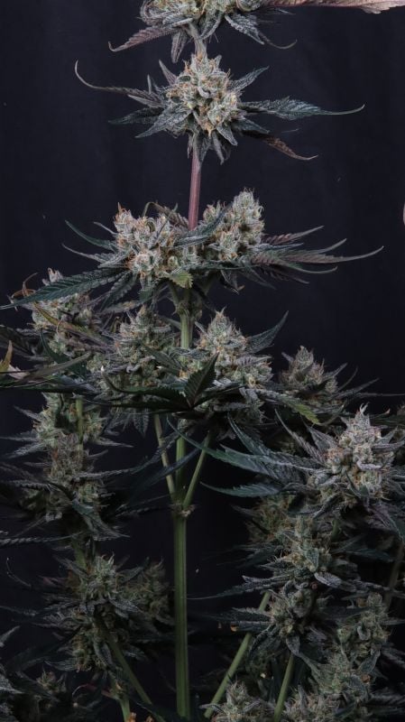 Instagram Guava Runtz Auto