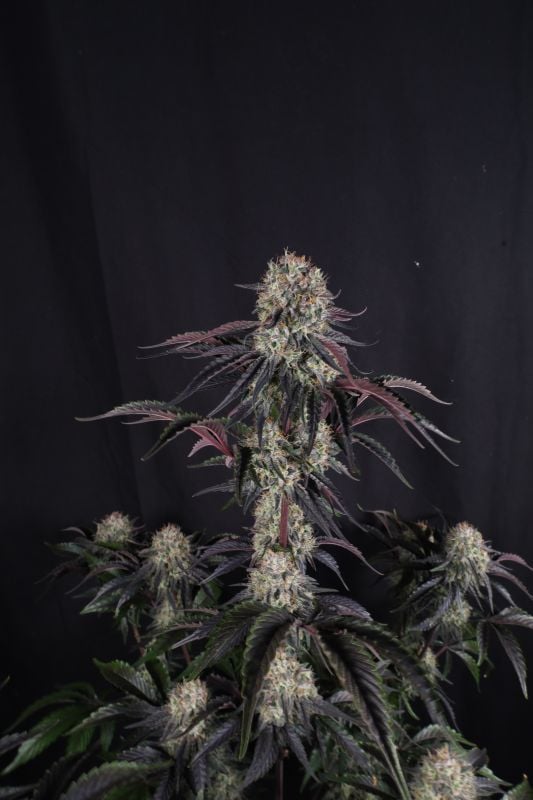 Instagram Sundae Frost Auto