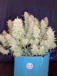 Instagram Gelato Auto