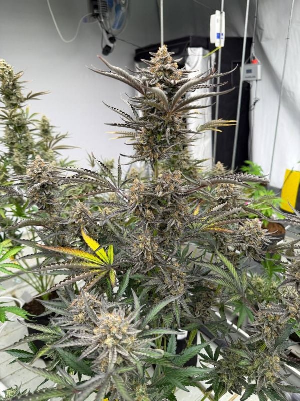 Instagram Cheese Auto