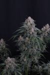 Instagram GMO Auto™