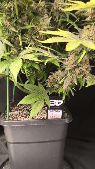 Frostbanger Auto @ pHilosophy420 GD 26