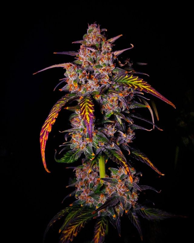 Instagram Banana Purple Punch Auto RF3