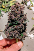 Instagram Blackberry Auto