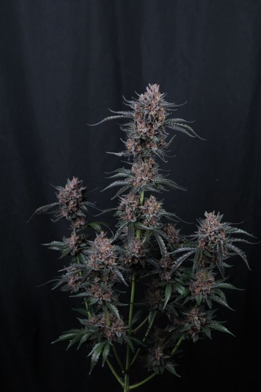 Instagram Mango Cherry Runtz Auto