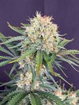 Instagram White Widow Auto