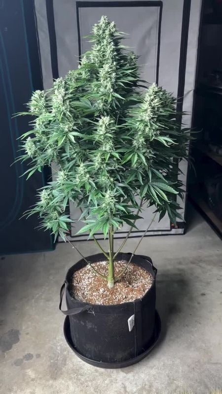 Frostbanger Auto @frostlinegenetics IG 