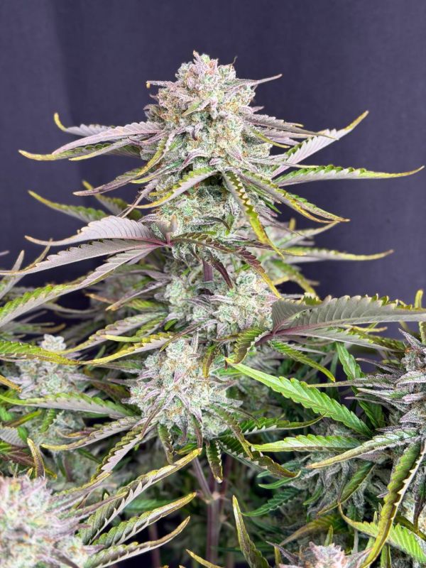 Instagram Cinderella Auto