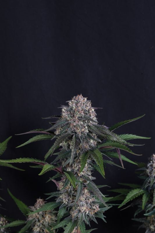 Instagram Lemon Cherry Sundae Auto