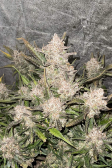 Instagram Gorilla Z Auto