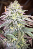 Instagram Papaya Sherbet™